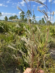 Andropogon cabanisii