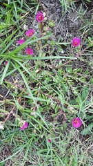Portulaca amilis