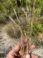 Andropogon cabanisii