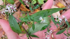 Symphyotrichum lateriflorum