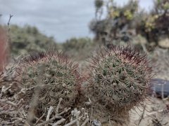 Mammillaria dioica dioica