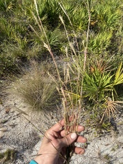 Andropogon cabanisii