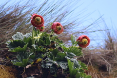 Krapfia weberbaueri