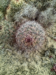 Mammillaria dioica dioica