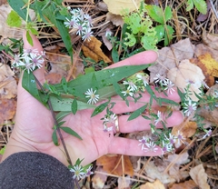 Symphyotrichum lateriflorum