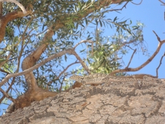 Tropidurus spinulosus
