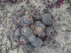 Mammillaria dioica dioica