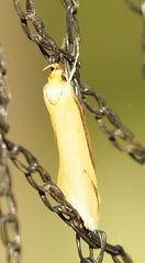 Philobota protecta