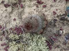 Mammillaria dioica dioica