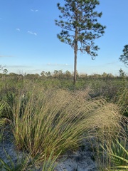 Andropogon brachystachyus