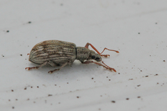 Polydrusus tereticollis