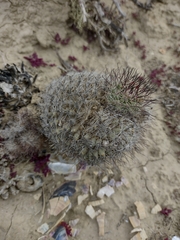Mammillaria dioica dioica