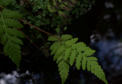 Pelazoneuron kunthii