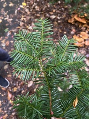Taxus cuspidata