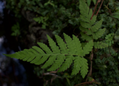 Pelazoneuron kunthii