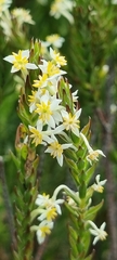 Struthiola dodecandra