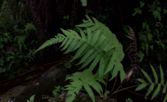 Pelazoneuron kunthii