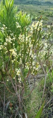 Struthiola dodecandra