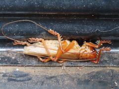 Gryllacrididae