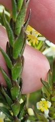 Struthiola dodecandra