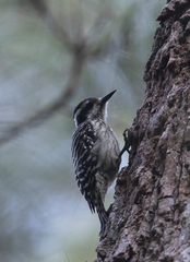 Yungipicus moluccensis