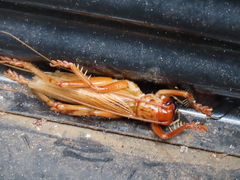 Gryllacrididae