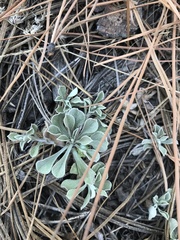 Antennaria parvifolia