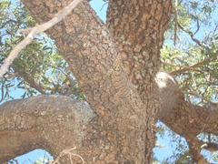 Tropidurus spinulosus