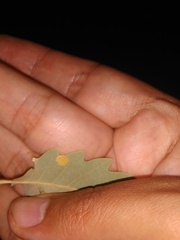 Neuroterus albipes