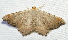 Macaria transitaria