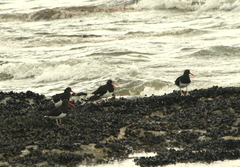 Haematopus leucopodus