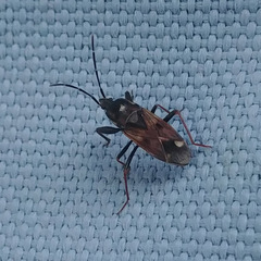 Eremocoris