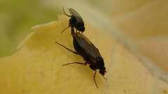 Phorinae