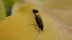 Phorinae
