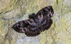 Ebrietas