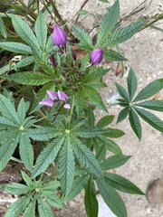 Cleome houtteana