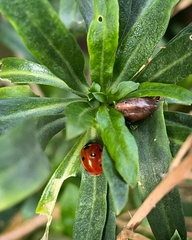 Coccinella septempunctata
