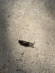 Neonemobius mormonius