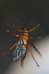 Echthromorpha agrestoria