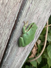 Hyla meridionalis