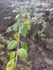 Forestiera pubescens