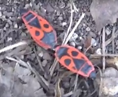 Pyrrhocoris apterus