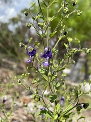 Trichostema suffrutescens
