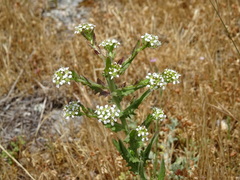 Lepidium heterophyllum