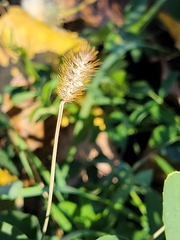 Setaria pumila