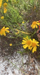 Stagmomantis floridensis