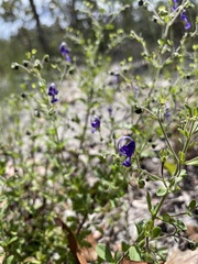 Trichostema suffrutescens
