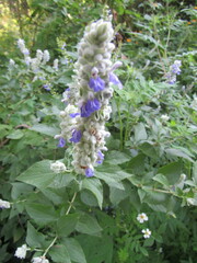 Salvia breviflora