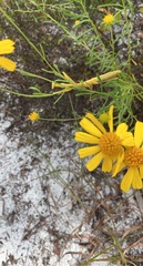 Stagmomantis floridensis