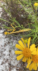 Stagmomantis floridensis